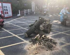 绵阳最新凯厦砍树爆料事件,校园绿化遭破坏，引发社会关注